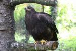 Steppe eagle