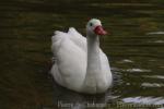 Coscoroba swan