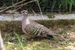 Common bronzewing