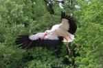 Eurasian white stork