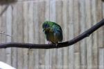 Short-billed honeycreeper