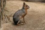 Patagonian mara