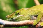 Canopy chameleon