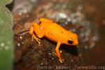 Golden mantella