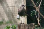 Black-legged seriema