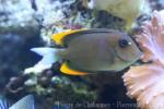 Tomini surgeonfish