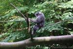 Silvery gibbon