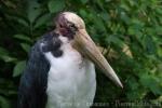 Lesser adjutant