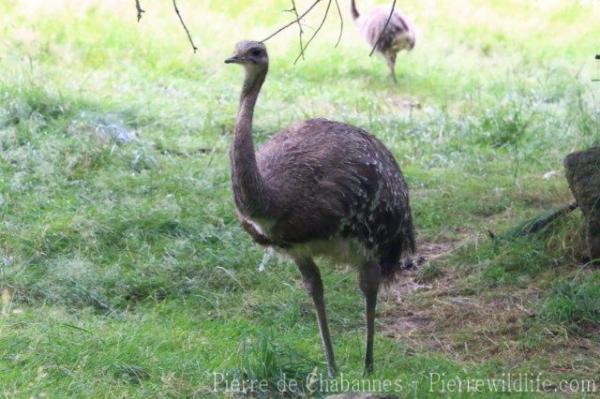 Lesser rhea