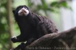 Moustached tamarin