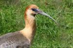 Black-faced ibis