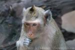 Crab-eating macaque