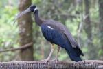 White-shouldered ibis