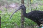 Giant ibis