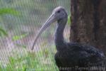 Giant ibis