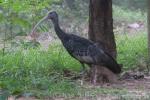 Giant ibis