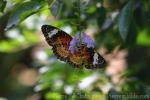 Leopard lacewing