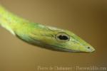 Asian vine snake