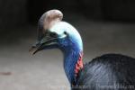 Southern cassowary