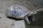 Red-footed tortoise