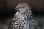 Pied harrier