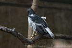 Pied harrier