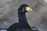 Black curassow