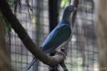 White-eyed imperial-pigeon