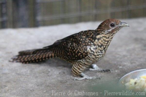 Western koel