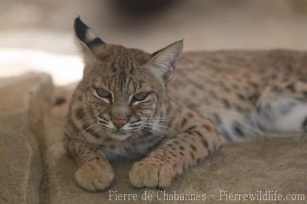 Bobcat