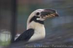 Mindanao tarictic hornbill