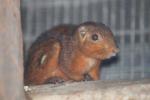 Southern Palawan tree squirrel