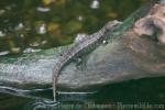 Gray's keeled skink