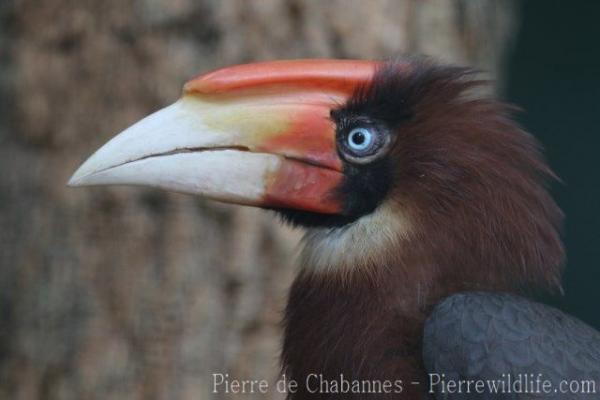 Southern rufous hornbill