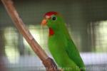 Philippine hanging-parrot