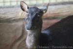 Mindanao brown deer