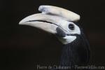 Palawan hornbill