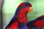 Red-and-blue lory