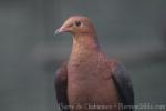 Philippine cuckoo-dove