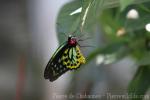 Cairns birdwing