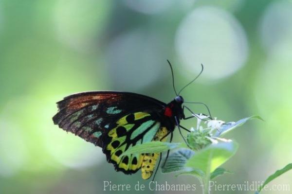 Cairns birdwing