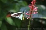 Cairns birdwing