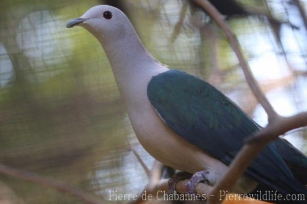 Green imperial-pigeon