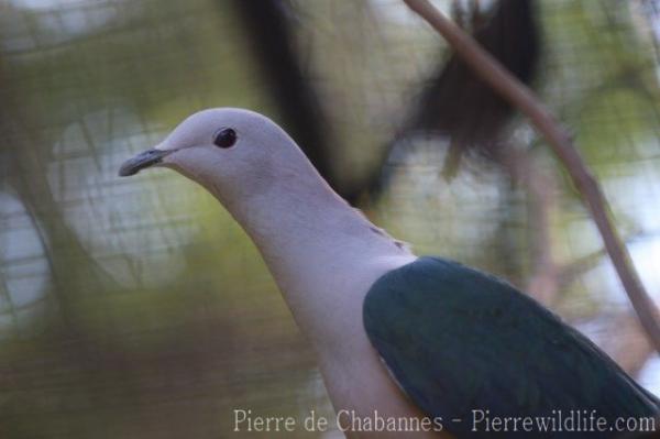 Green imperial-pigeon