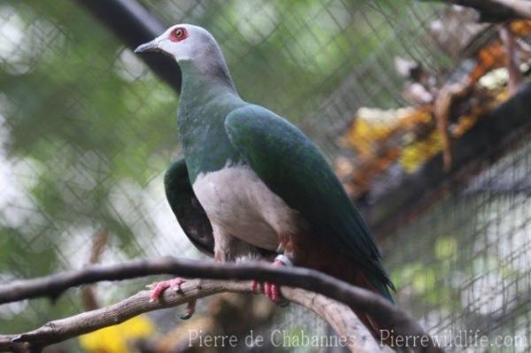 Pink-bellied imperial-pigeon