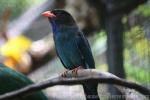 Oriental dollarbird