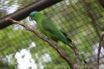 Blue-crowned racquet-tail