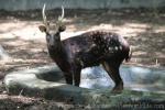 Visayan spotted deer