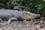 Saltwater crocodile