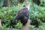 Philippine eagle